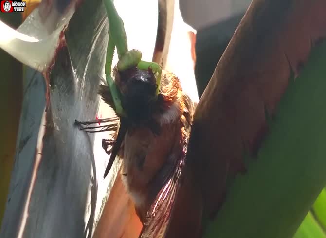 Video :A hummingbird being eaten alive by a praying mantis